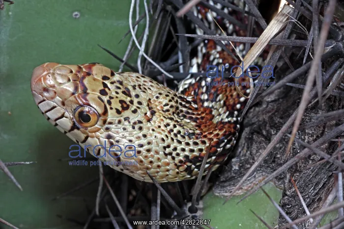 : Sonoran Gopher Snake Head - on cactus : Sonoran Gopher Snake Head - on cactus