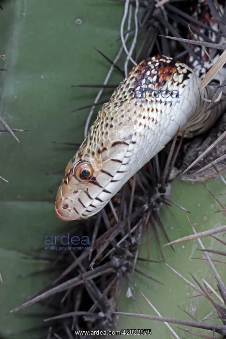 : Sonoran Gopher Snake Head - on cactus : Sonoran Gopher Snake Head - on cactus