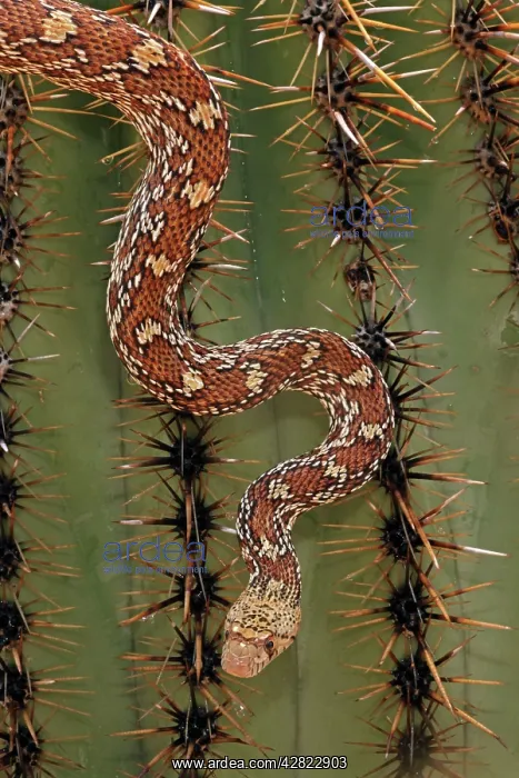 : Sonoran Gopher Snake Head - crawling on Saguaro Cactus : Sonoran Gopher Snake Head - crawling on Saguaro Cactus