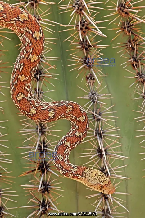 : Sonoran Gopher Snake Head - crawling on Saguaro Cactus : Sonoran Gopher Snake Head - crawling on Saguaro Cactus