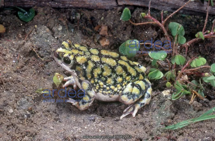 : Sonoran Green Toad : Sonoran Green Toad