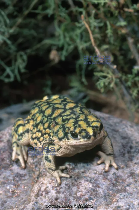 : Sonoran Green Toad : Sonoran Green Toad