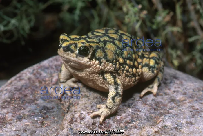  : Sonoran Green Toad