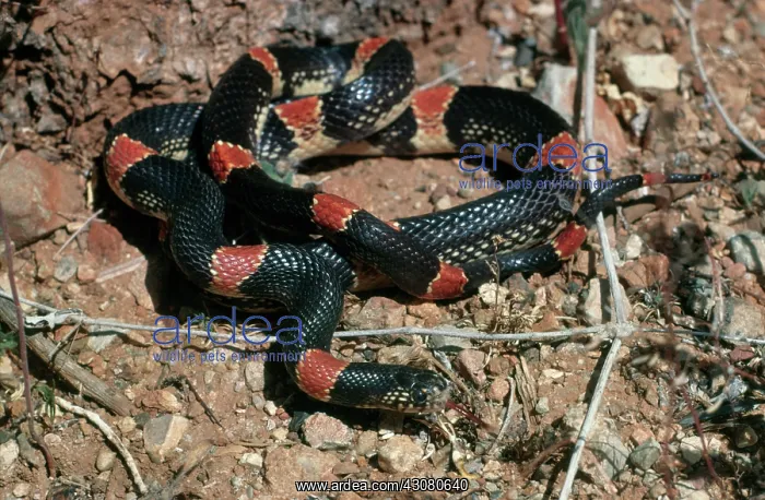: Sonoran long-nosed snake : Sonoran long-nosed snake
