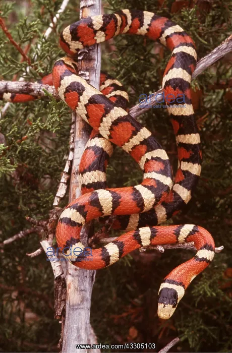 : Sonoran Mountain Kingsnake : Sonoran Mountain Kingsnake