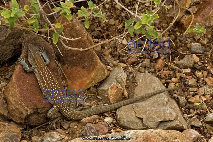 : Sonoran Spotted Whiptail : Sonoran Spotted Whiptail