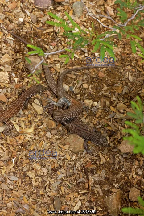 : Sonoran Spotted Whiptail - Two females mating : Sonoran Spotted Whiptail - Two females mating