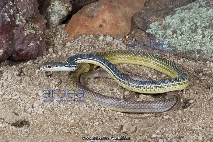 : Sonoran Whipsnake : Sonoran Whipsnake