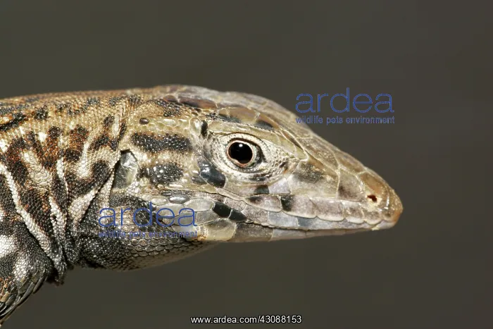 : Sonoran Whiptail Lizard (Aspidoscelis tigris) : Sonoran Whiptail Lizard (Aspidoscelis tigris)