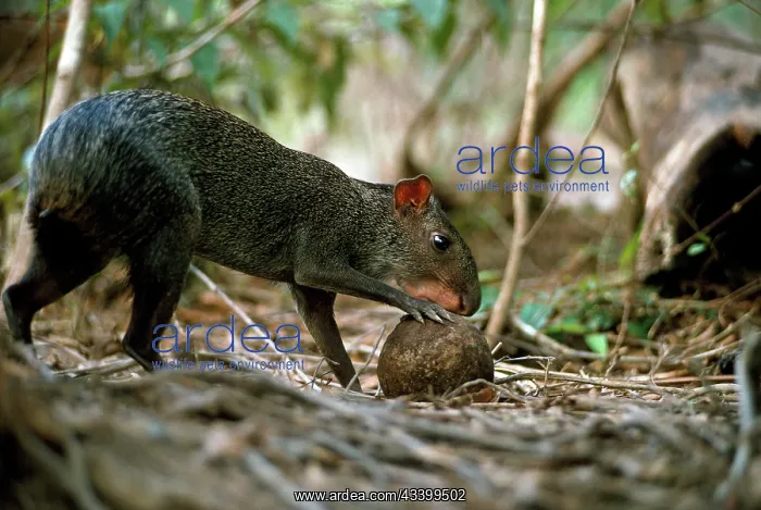: Sooty Agouti - opening Brazil Nut - seed dispersal : Sooty Agouti - opening Brazil Nut - seed dispersal