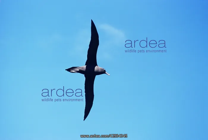  : Sooty Albatross