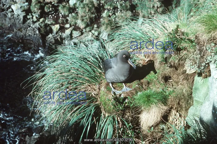 : SOOTY ALBATROSS - on cliff