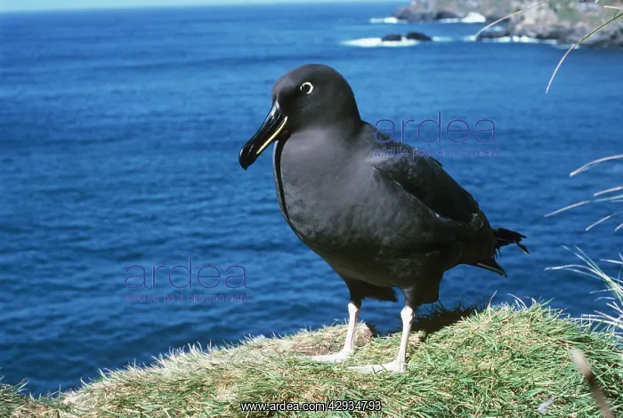 : Sooty albatross - on cliff edge : Sooty albatross - on cliff edge
