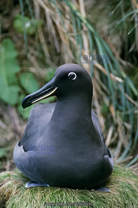  : Sooty albatross on nest
