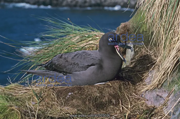 : Sooty albatross on nest incubating : Sooty albatross on nest incubating