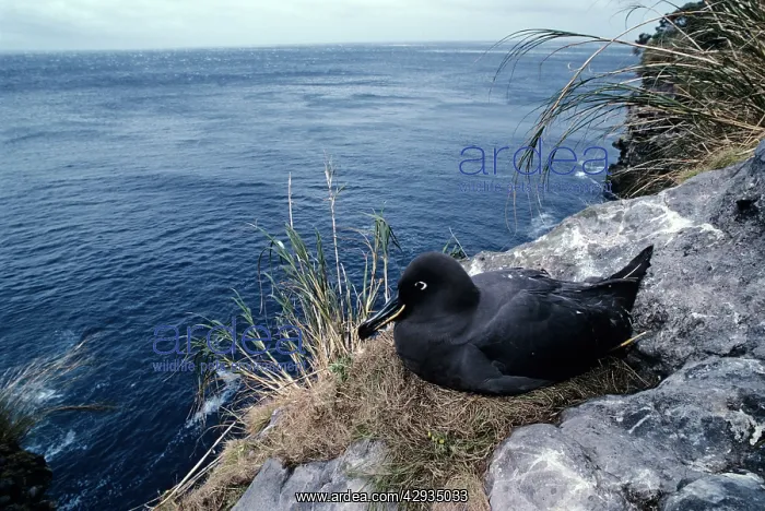 : Sooty albatross on nest incubating : Sooty albatross on nest incubating