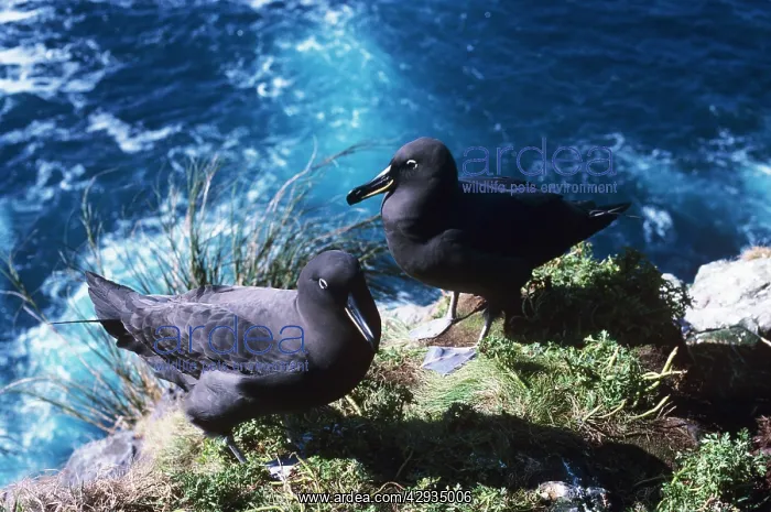 : Sooty albatross - pair on cliff edge : Sooty albatross - pair on cliff edge