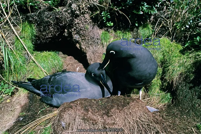 : Sooty albatross - pair at nest : Sooty albatross - pair at nest