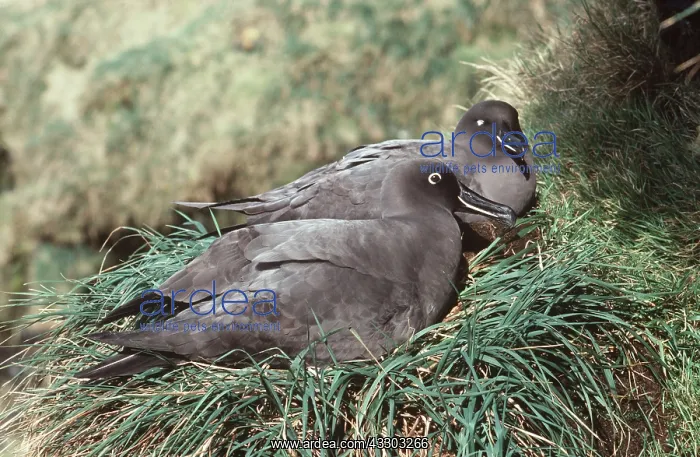 : Sooty Albatross - pair at nest : Sooty Albatross - pair at nest