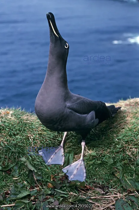 : Sooty albatross - skycalling (courtship behaviour) : Sooty albatross - skycalling (courtship behaviour)