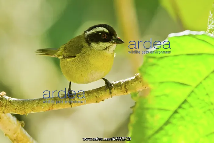 : Sooty-capped Bush Tanager : Sooty-capped Bush Tanager
