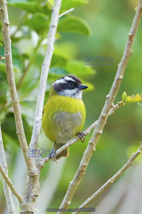 : Sooty-capped Bush Tanager : Sooty-capped Bush Tanager