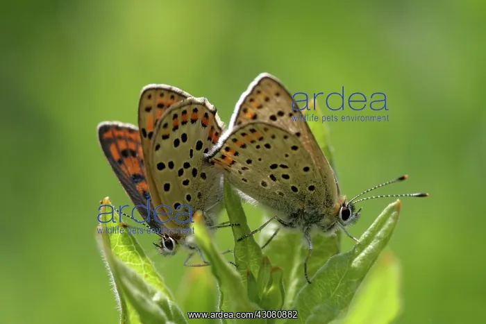 : Sooty Copper : Sooty Copper