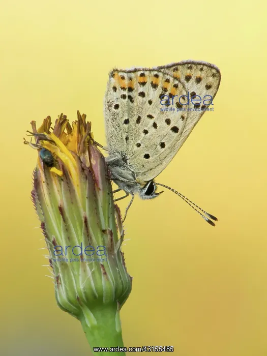 : Sooty Copper : Sooty Copper