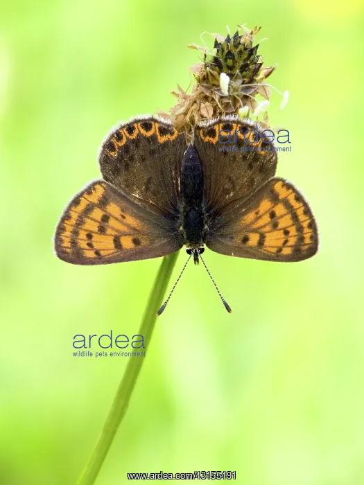 : Sooty Copper : Sooty Copper