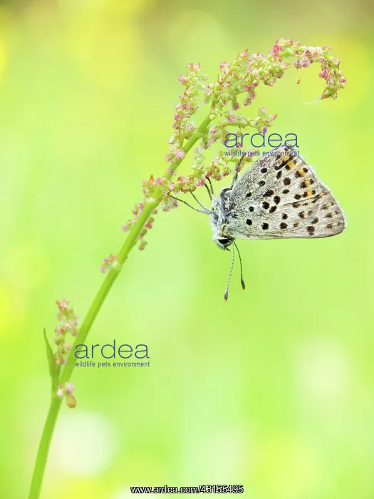 : Sooty Copper : Sooty Copper