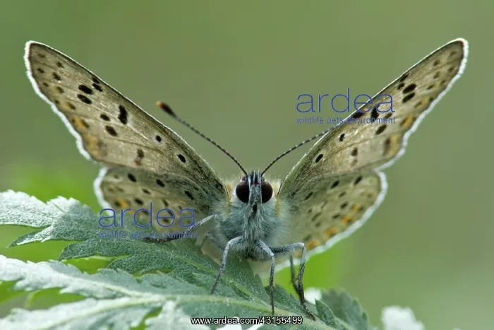  : Sooty Copper