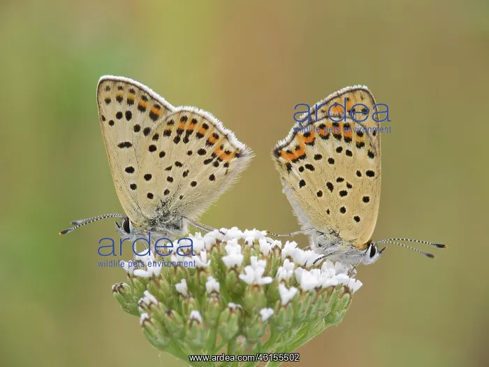 : Sooty Copper : Sooty Copper
