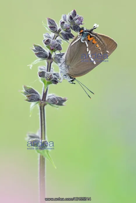 : Sooty Copper : Sooty Copper