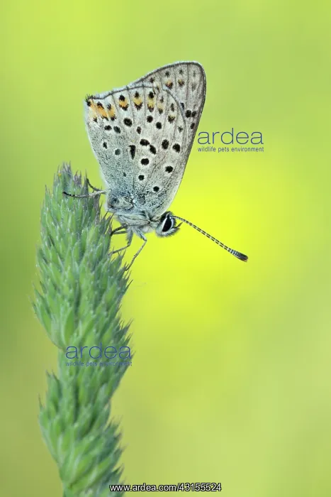 : Sooty Copper : Sooty Copper