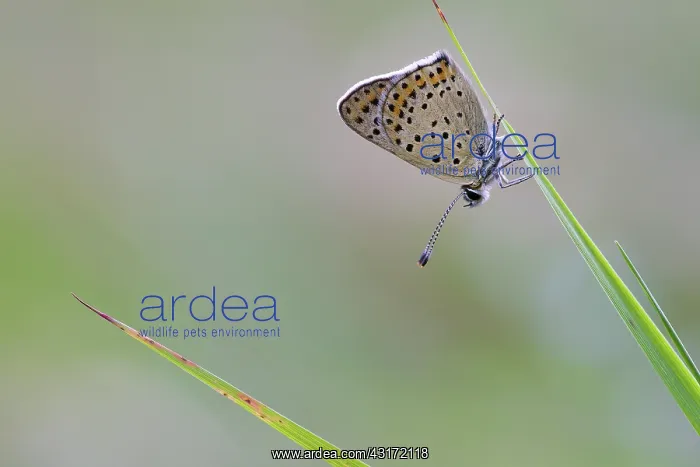 : Sooty Copper : Sooty Copper