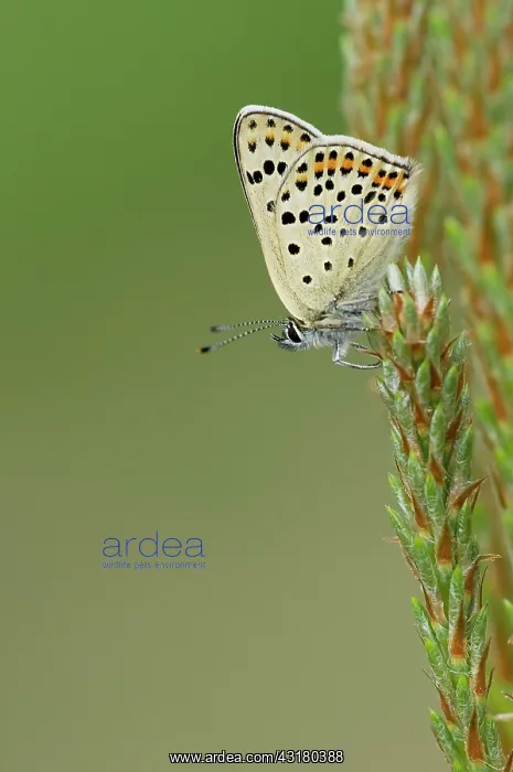 : Sooty Copper : Sooty Copper