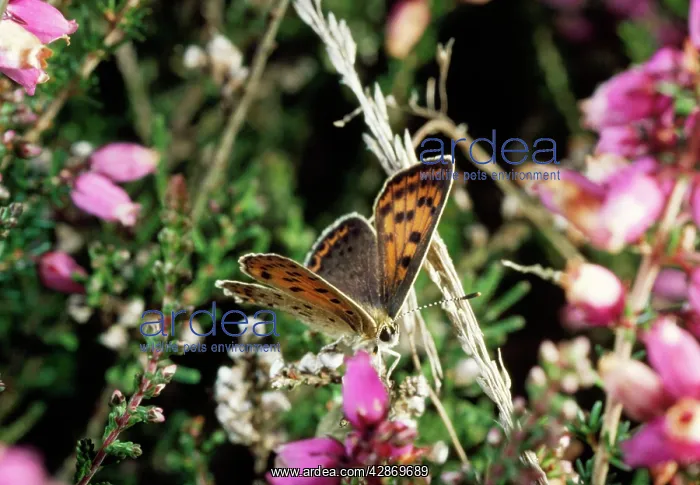 : Sooty Copper BUTTERFLY : Sooty Copper BUTTERFLY