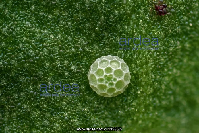 : Sooty Copper (Lycaena tityrus) egg of butterfly : Sooty Copper (Lycaena tityrus) egg of butterfly