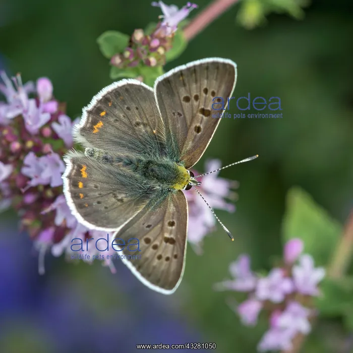 : Sooty Copper (Lycaena tityrus), male sitting on : Sooty Copper (Lycaena tityrus), male sitting on