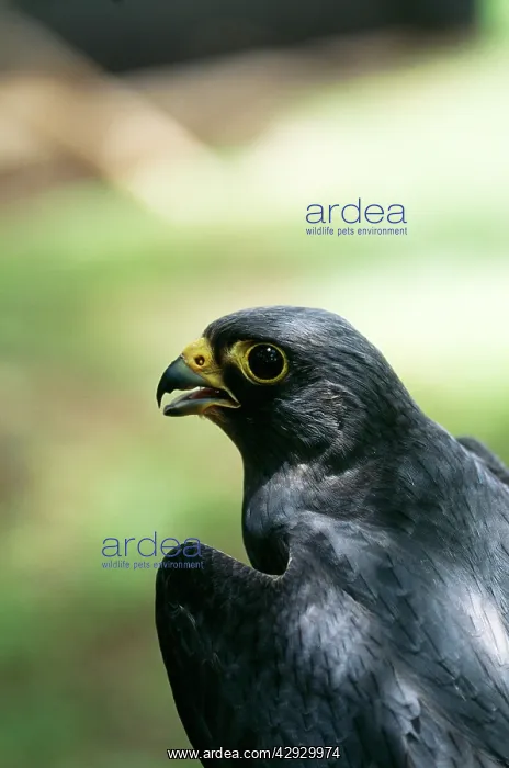  : Sooty Falcon