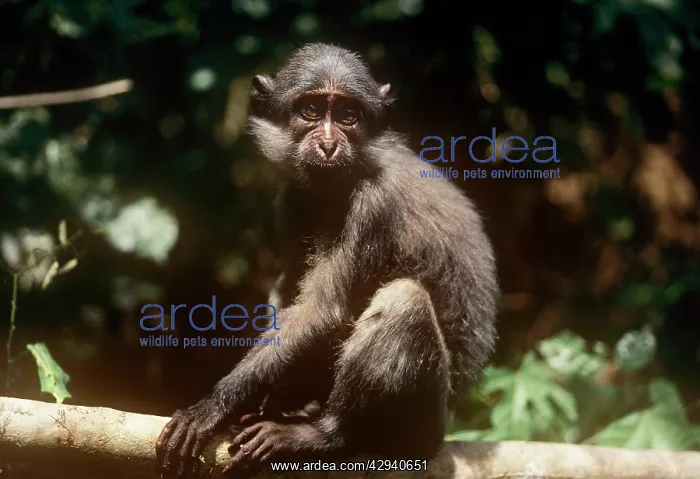: Sooty Mangabey Monkey - on branch : Sooty Mangabey Monkey - on branch