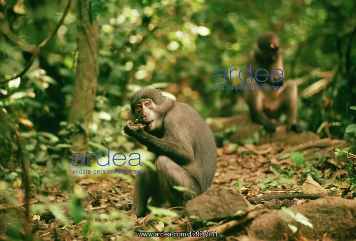 : Sooty Mangabey MONKEY - on ground : Sooty Mangabey MONKEY - on ground