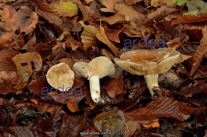 : Sooty Milkcap, Chaumontel, For t de Coye, Val-d'Oise : Sooty Milkcap, Chaumontel, For t de Coye, Val-d'Oise