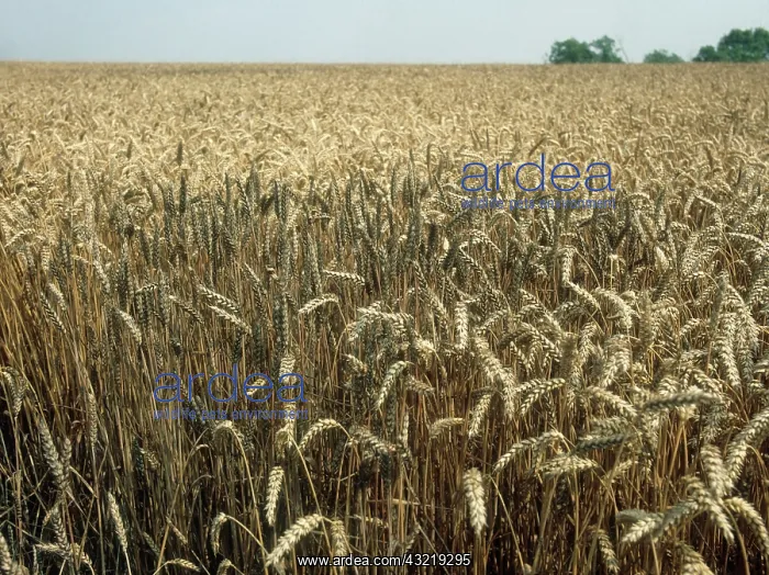 : Sooty Mold on Wheat : Sooty Mold on Wheat
