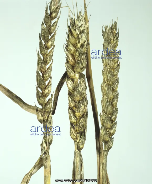 : Sooty mold on wheat ears : Sooty mold on wheat ears