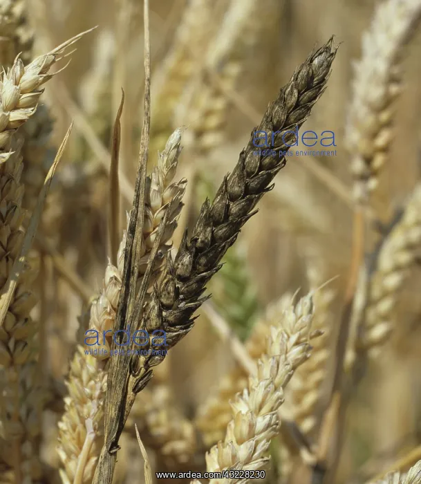 : Sooty mold on wheat ears : Sooty mold on wheat ears