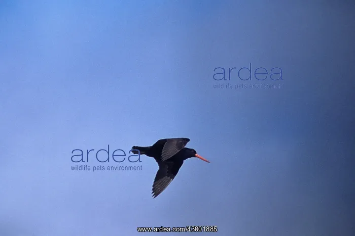 : Sooty Oystercatcher - in flight : Sooty Oystercatcher - in flight