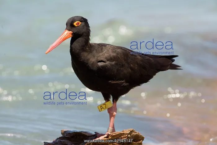 : Sooty Oystercatcher - leg tagged : Sooty Oystercatcher - leg tagged