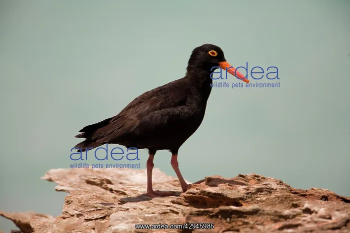 : Sooty Oystercatcher - an uncommon marine species : Sooty Oystercatcher - an uncommon marine species