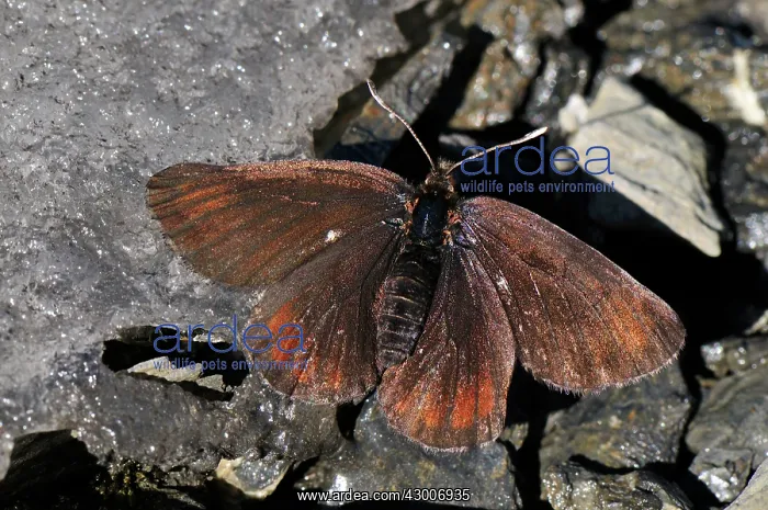  : Sooty Ringlet
